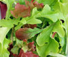 Lettuce BabyLeaf Salad Mix ViridisHortus own Mix