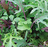 BabyLeaf Lettuce Frilly Salad Leaf Mix