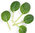 Lettuce CN Tatsoi Babyleaf Oriental Seeds