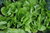 Lettuce Kagraner Sommer 2 - 1200 Vegetable Seeds