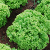 Lettuce Lollo Bionda Vegetable Seeds