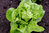 Lettuce Little Gem Vegetable Seeds