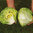 Lettuce Robinson 200 Vegetable Seeds