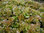 Lettuce Mottistone TZ 0281 Vegetable Seeds