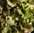 Lettuce Mottistone TZ 0281 Vegetable Seeds