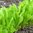 Lettuce Osterley TZ 3832 Vegetable Seeds