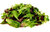 Lettuce Herb Blend BabyLeaf Mix 1g (830) Seeds