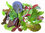 Lettuce Herb Blend BabyLeaf Mix 1g (830) Seeds