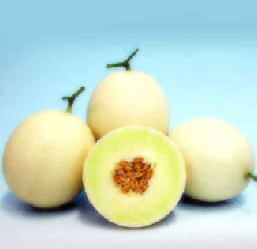 Melon F1 Jade Lady 8 Fruit Seeds