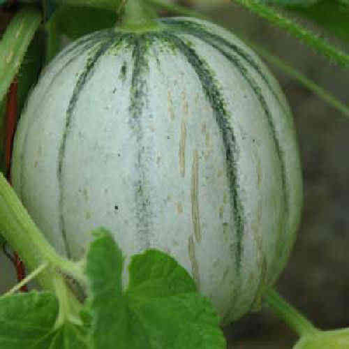 Melon Charentais 10 Heirloom Variety Fruit Seeds