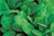 Spinach Medania 600 5.5g Vegetable Seeds