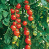 Tomato Gardener's Delight Vegetable Seeds