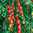 Tomato Gardener's Delight Vegetable Seeds