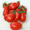Tomato San Marzano Vegetable Seeds