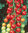 Tomato Super Sweet 100 VF Vegetable Seeds