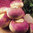 Turnip Purple Top Milan 1200 3g Vegetable Seeds