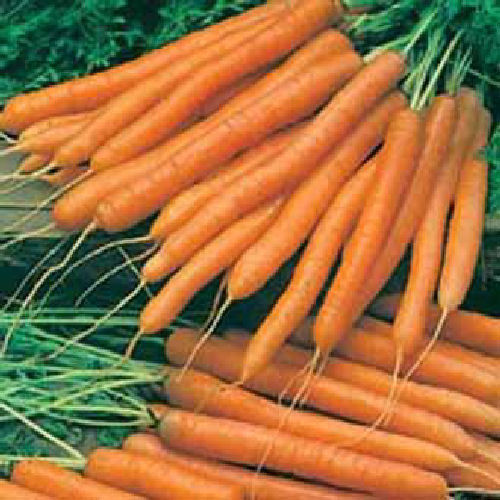 Carrot Amsterdam Forcing 2 1600 Vegetable Seeds