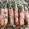 Carrot Trevor F1 400 Vegetable Seeds