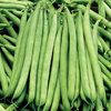 Dwarf French Bean The Prince Vegetable Seeds
