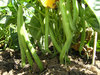 Dwarf  French Bean Stanley 100 x (17.2g's approx.)  Vegetable Seeds
