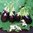3x Aubergine Ophelia F1 Hybrid Dwarf Plug Plants