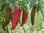 20 x Hot Anaheim Chili Pepper Vegetable/Fruit Seeds