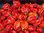Scotch Bonnet Red Chili Pepper 10 Vegetable Seed