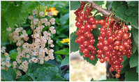 Red/White Currant Plants