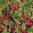 Cranberry Pilgrim Plant