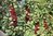Redcurrant Laxton's No1 Plant Heavy Fruit Crops