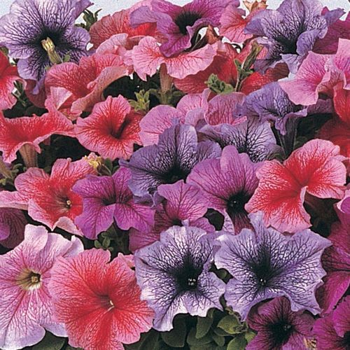 Petunia F1 Daddy Mixed Pelleted Flowers Seeds