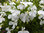 Lobelia White Lady (Bedding) Flower Seeds