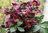 Helleborus Cottage Mixed 35 Perennial Flower Seeds