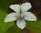 Sweet Violet White Flower Seeds