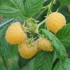 Raspberry Fallgold Cane/Plant