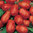 Tomato Roma VF 8 Vegetable Seeds **FREE P&P**