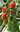 Rosada F1 Cherry Tomato 5 Vegetable Seeds