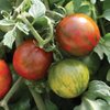 3 x Tomato - Rambling Red Stripe Plug Plants