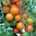 3 x Tomato Sungold F1 Orange Cherry Plug Plant
