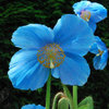Meconpsis Lingholm "Blue Poppy" 25 Flower Seeds