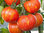 3 x Tigerella - Tomato Plug Plants