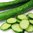 2 x Cucumber Burpless F1 Tasty Green Plug Plants A:Cucumis sativus B:130327 C:3509 D:GB
