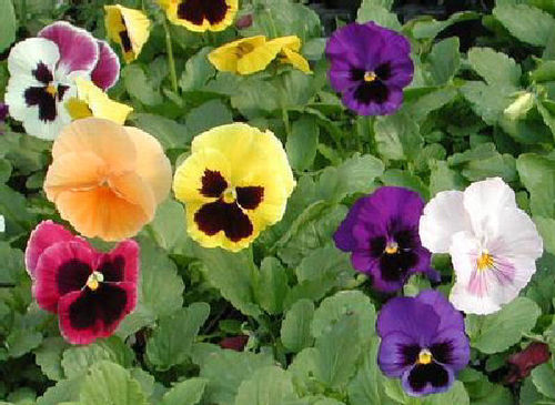 Viola Bambini Mix 150 Flower Seeds