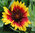 Gaillardia Goblin 60 Flower Seeds