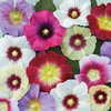 Hollyhock Halo Mixed 15 Flower Seeds