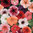 Petunia F1 Mirage Mix 50 Pellet Flower Seeds