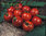 TOMATO COLLECTION Contains 6 Seed Varieties