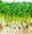 Cress Fine Curled (5000) (13.3g) Vegetable Seeds