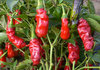 3 x Peter Pepper Hot Chilli Plug Plants