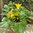 2 x Courgette Bickingham F1 Plug Plants